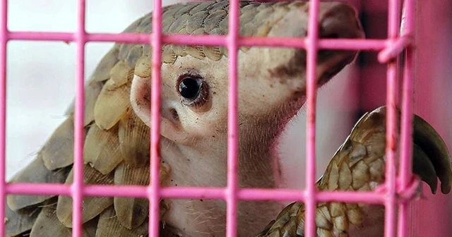 Gabon'da Kovid-19 bulaştırdıkları gerekçesiyle pangolin ve yarasanın tüketim ve satışları yasaklandı