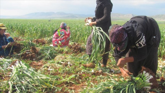 Gaziantep&#039;te yeşil sarımsak hasadı başladı