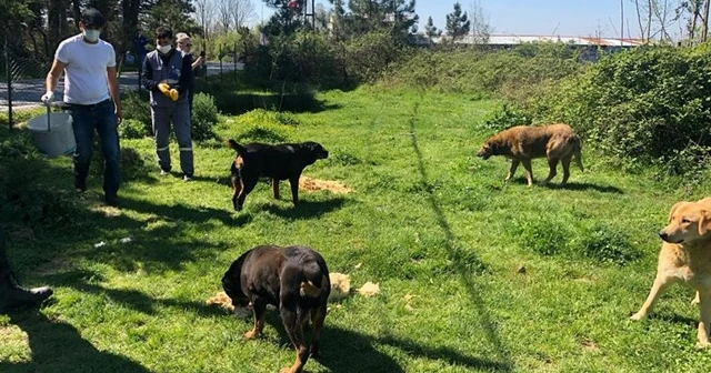 İstanbul'da sokak hayvanları unutulmadı