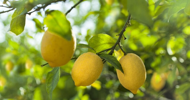 Limon ihracatı ön izne bağlandı