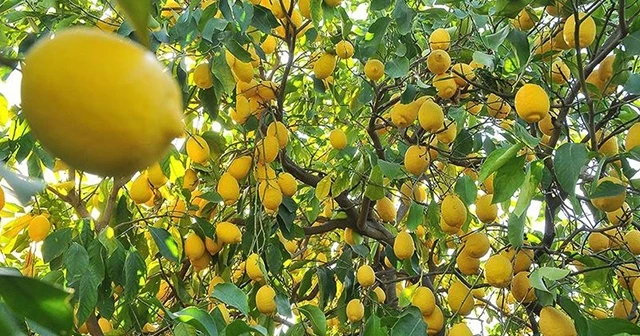 Limon ihracatı ön izne bağlandı