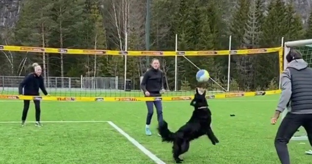 Norveçli voleybolcunun köpeğiyle antrenmanı hayran bıraktı