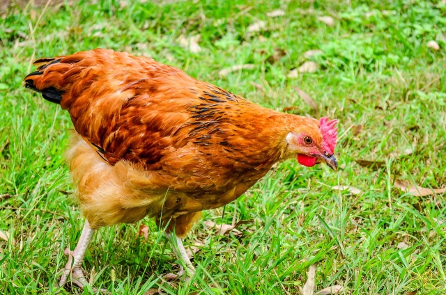 Rüyada tavuk görmek ne anlama gelir