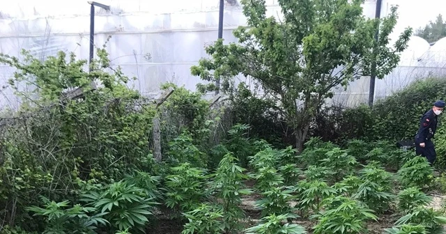 Serada kenevir yetiştiren bekçi tutuklandı
