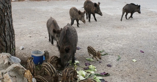 Sessizlik çöken tatil beldesine yaban domuzları indi