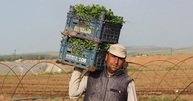 Sokağa çıkma kısıtlamasından muaf tutulan çiftçiler üretime devam ediyor