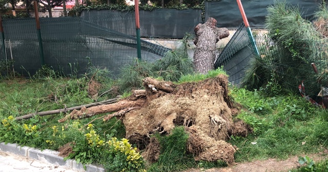 Tekirdağ’da fırtına çatıları uçurdu ağaçları devirdi