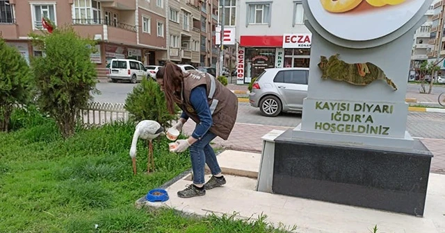 Yaban hayvanları için doğaya yem bırakıldı