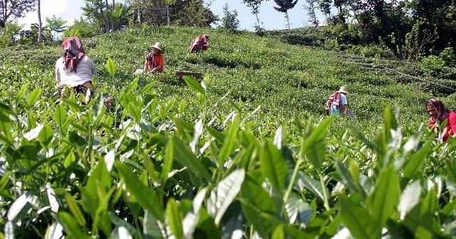 Yaş çay üreticileri 30 Nisan'a kadar Rize'ye gelebilecek