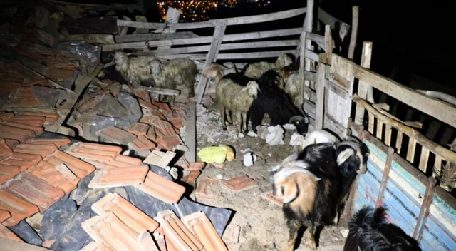 Yozgat’ta mandıra çöktü: 6 hayvan telef oldu