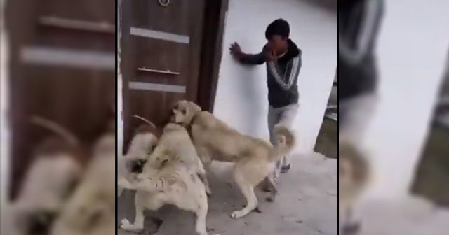 2 kangal cinsi köpeğe sokak köpeğini boğdurmaya çalışan kişiler gözaltına alındı