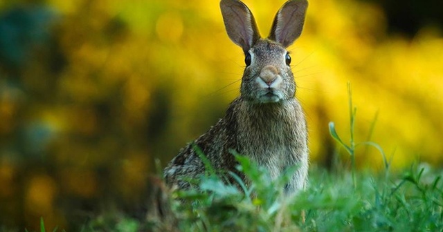 ABD&#039;de tavşanları etkileyen yeni ölümcül salgın uyarısı