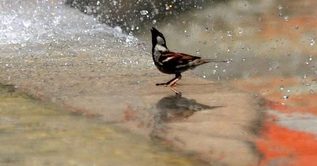 Afrika sıcakları etkili olacak
