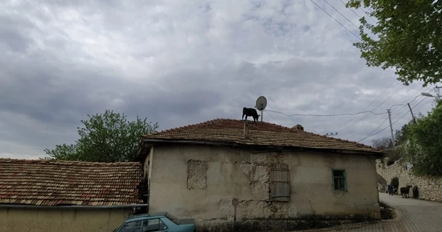 Ahırdan kaçan buzağı çatıya çıktı