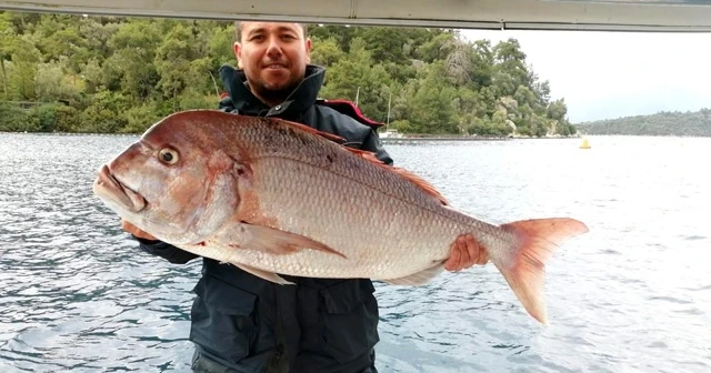 Amatör balıkçının oltasına takıldı!
