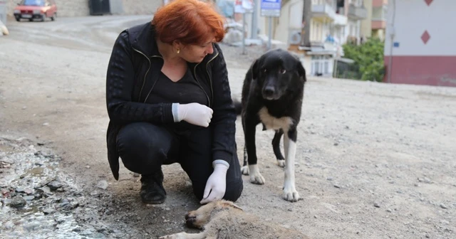 Anne köpek, ölen yavrusunun başından saatlerce ayılmadı