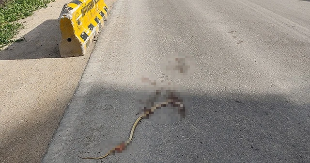 Artan yılan ölümleri tedirgin ediyor