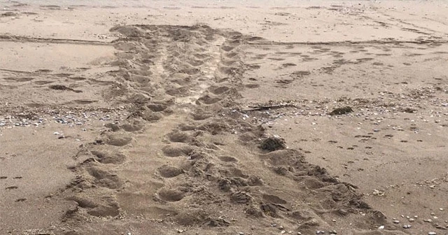 Bakan Kurum: İztuzu'nda caretta carettaların yuvaları görüldü