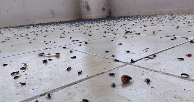 Batman'da bir evi böcekler istila etti