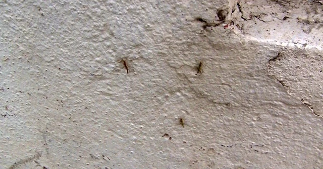 Büyükçekmece'de 'kronomid' istilası