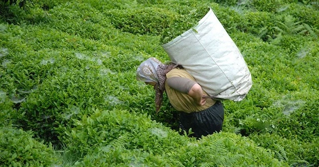 ÇAYKUR, beyaz çayın kilosunu 575 liradan alacak