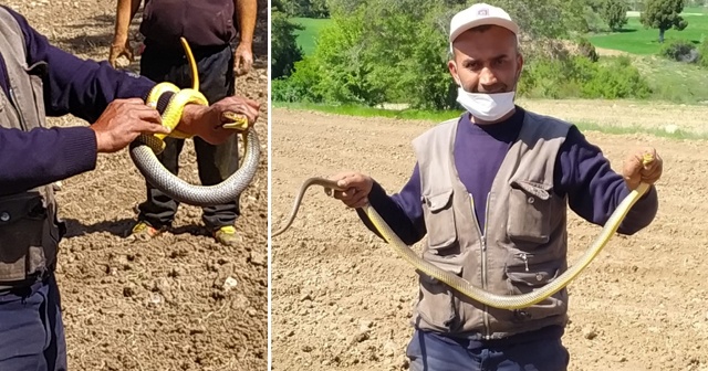 Çiftçi eliyle yakaladığı 1.5 metre uzunluğundaki yılanla böyle oynadı