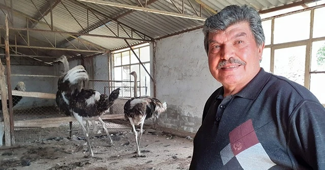 Covid-19 deve kuşu yumurtası taleplerini artırdı