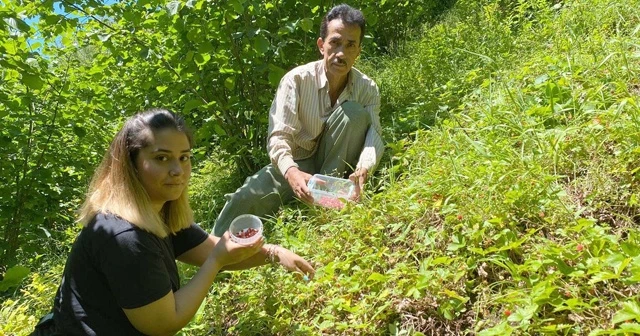Dağlardan 4 saatte ancak 1 kilo toplanabiliyor, 150-200 TL'den satılıyor