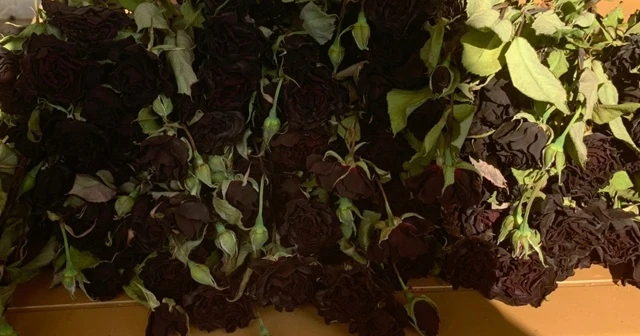 Halfeti'nin simgesi karagül açtı