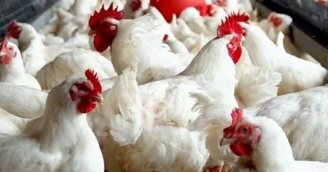 Irak’ta 95 bin tavuk itlaf edildi