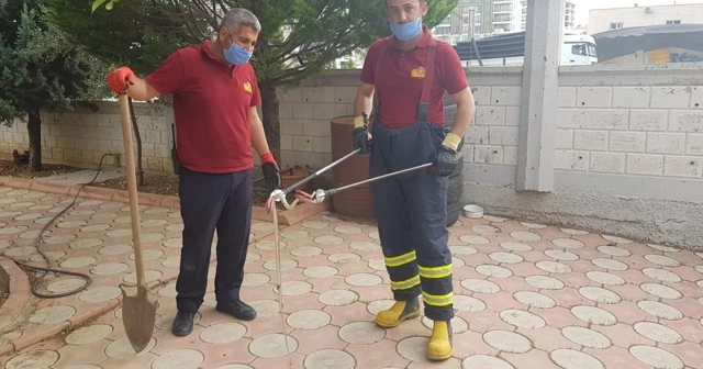 İş yerine giren yılan yakalandı