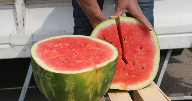 Karpuzunun kilosu yirmi lira olunca dilim dilim satılmaya başlandı