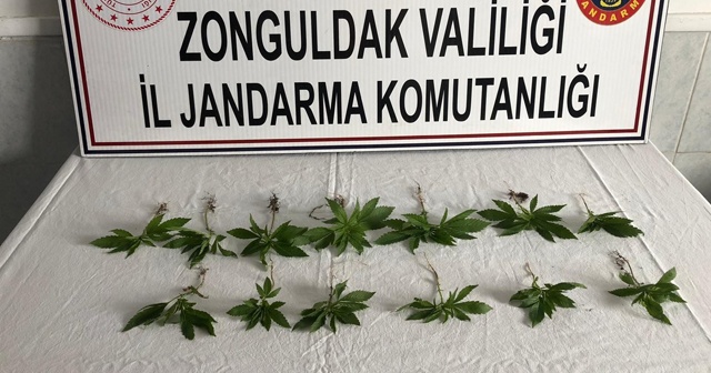 Kısıtlama gününde kenevir sularken yakalandı