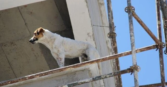 Köpek inşaat halindeki binanın 6. katında mahsur kaldı