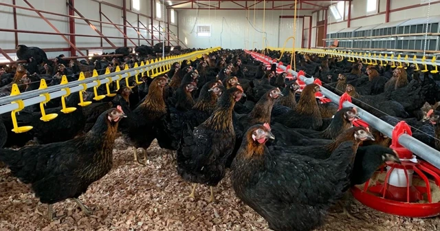 Koronavirüs kanatlı sektörünü uçurdu
