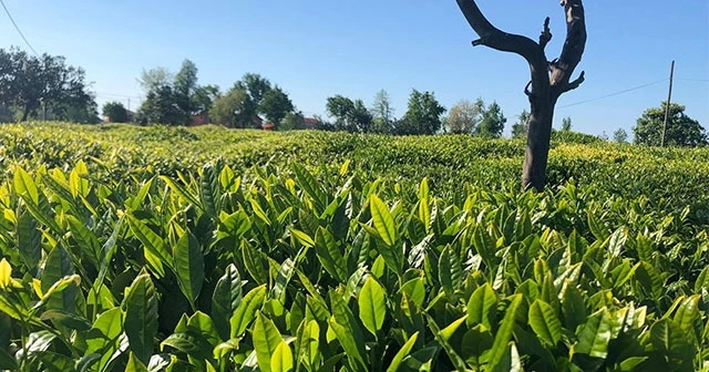 Lipton hasat için önlem programını açıkladı
