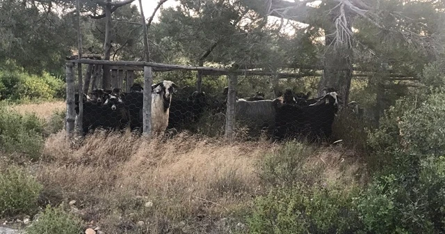 Mersin'den çalınan keçiler Karaman'da kesilmiş halde bulundu