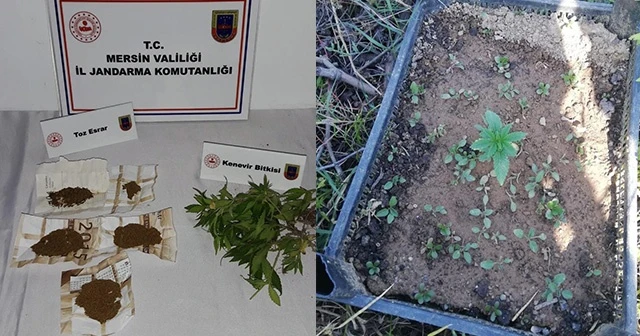 Meyve kasalarına kenevir eken şüpheli yakalandı