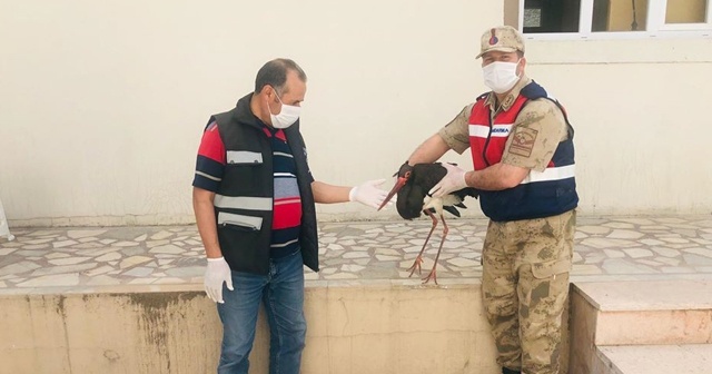 Nesli tehlike altında olan kara leylek tedavi altına alındı