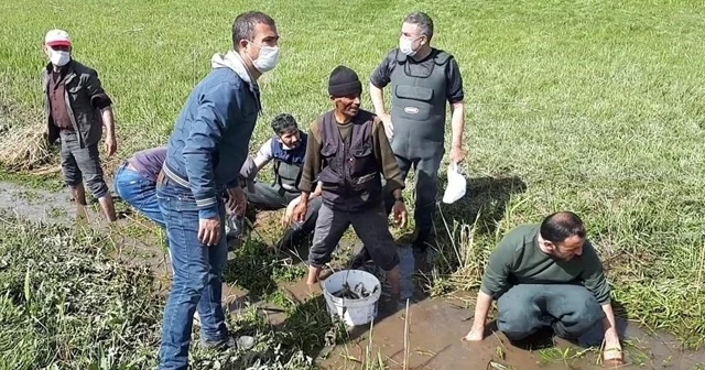 Ölmek üzere olan 3 ton balığı kovalarla taşıdılar