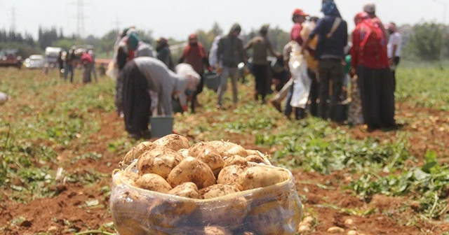 Patates üreticisinde fiyat düşecek korkusu