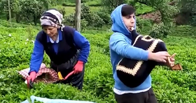 Rize’de çay üreticileri tulum ile müzik eşliğinde çay topladı