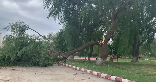 Şiddetli rüzgar ağacı ikiye böldü