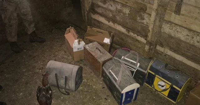 Sivas'ta akıllara durgunluk veren olay! Ahırda suçüstü yakalandılar