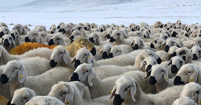 Sivas&#039;ta soğuk hava ve kar yağışı etkili oluyor