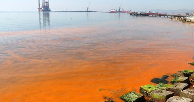 Tekirdağ&#039;da plankton çoğalması deniz suyunu turuncuya dönüştürdü