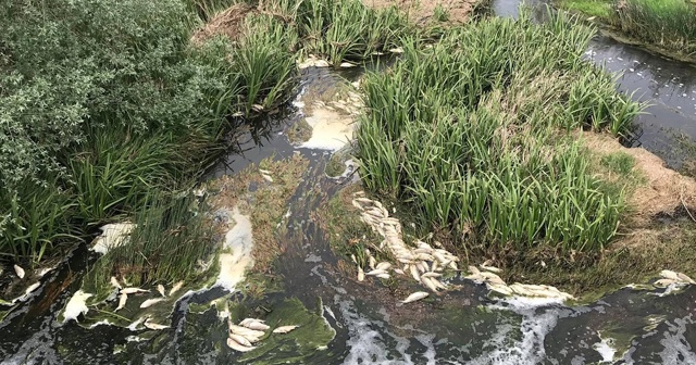 Tekirdağ’da toplu balık ölümleri