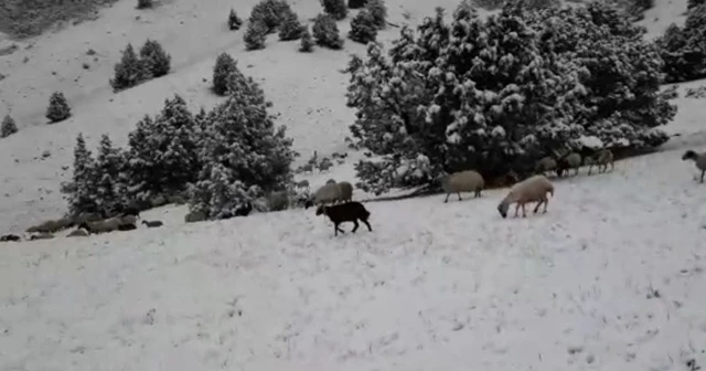 Tunceli'de kar sürprizi