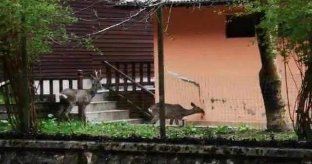 Turizm merkezi Uzungöl yaban hayvanlarına kaldı