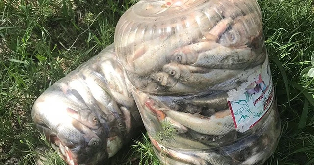 Van'da 3,5 ton kaçak avlanmış balık ele geçirildi
